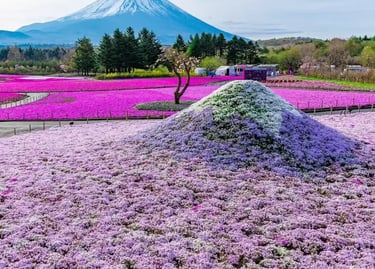 Pink shibazakura moss phlox blooming at Fuji Motosuko Resort with Mount Fuji in the background.