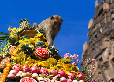 A macaque monkey eats tropical fruit at the Lopburi Monkey Buffet Festival in Thailand.