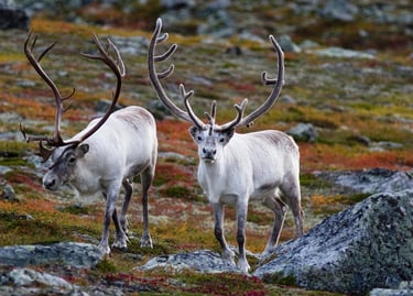 Norwegian Arctic Expedition — Norway