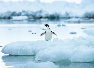Penguin Expedition Cruise — Antarctica