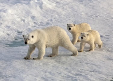 Polar Bear Tundra Expedition — Canada