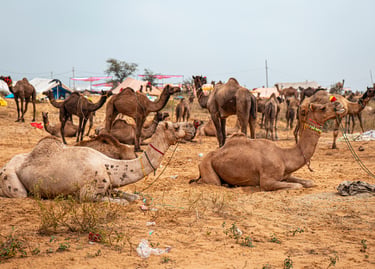 A herd of dromedary camels resting in the desert sand at the Pushkar Camel Fair in Rajasthan, India.
