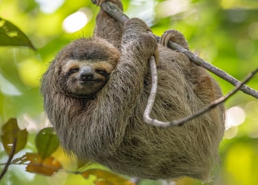 A brown three-toed sloth hanging from a tree branch in a tropical rainforest jungle.