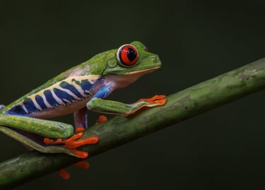 A vibrant red-eyed tree frog with orange feet perches on a green branch against a dark background.