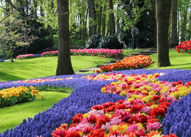 Vibrant rows of red, yellow, and purple tulips blooming in a lush green garden at Keukenhof park.
