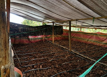 Drip irrigation pipes installed over dark soil in a covered nursery or farm greenhouse for efficient watering.