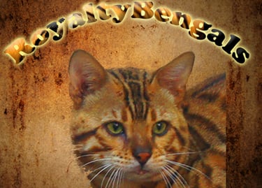 Royalty Bengals logo featuring a spotted Bengal cat head on a textured brown background.