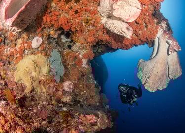 diver next to coral in alor