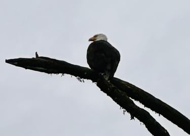 Bald Ealge Alaska