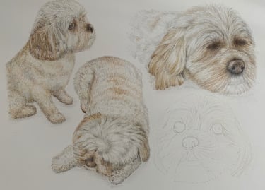 Dogs
