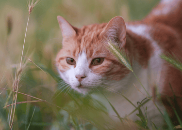 Un chat dans les herbes hautes