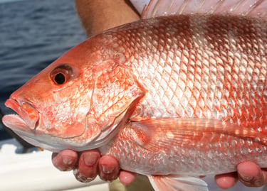 a man holding a fish in his hands