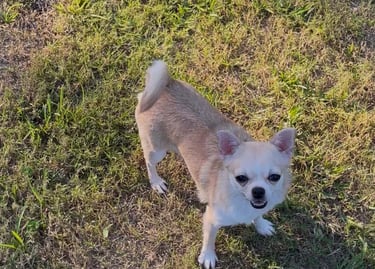 Lolly the fawn and white AKC Louisiana Chihuahua—champion-line girl looking up from grass