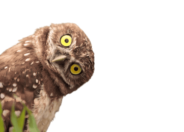 owl looking curiously 