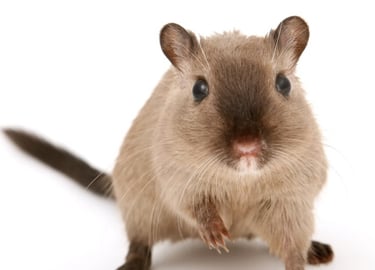 Norway Rat