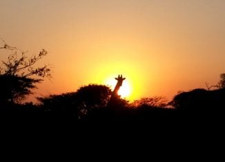 Giraffe at Albizia self catering tented camp bordering Phinda in Hluhluwe