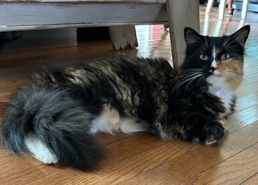 Paris, the face of "The Purring Paintbrush"