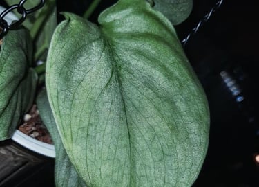 Scindapsus Silver Hero, otherwise known as Scindapsus Platinum
