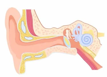 a diagram of the inside of a human ear and ear