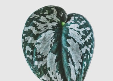 Scindapsus Silver Queen