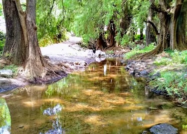 La belle naturaleza que rodea a Ludi Camp para que los niños conecten con ella.