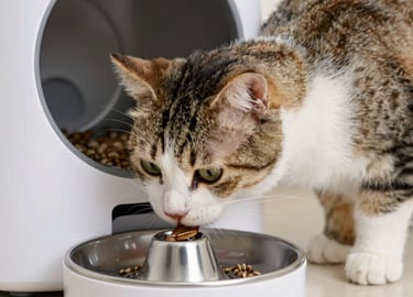 A tabby cat eating dry kibble from a modern white automatic pet feeder with a stainless steel bowl.