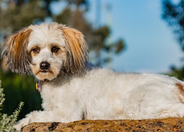 Cute Tibetan Terrior x in drop command