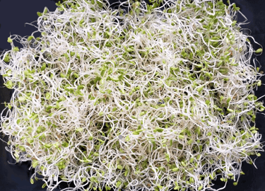 Sprouts