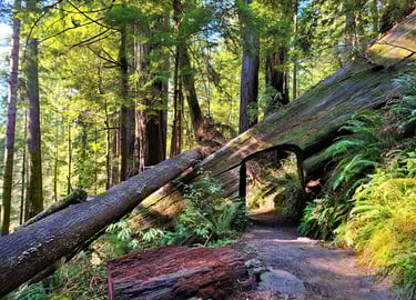 redwood national park, redwoods, tree tunnel