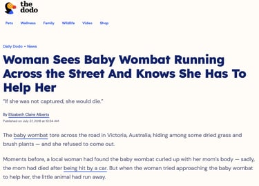 Woman Sees Baby Wombat Running Across the Street And Knows She Has to Help Her