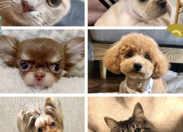 Gati, bulldog frances , chihuahua, caniches , yorkshire , gato mini