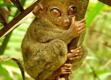 tarsier-bohol