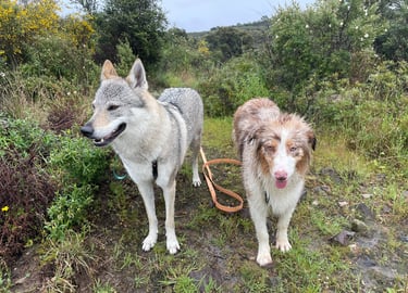Team ClipsOPoil avec leurs Longes et Harnais artisanales