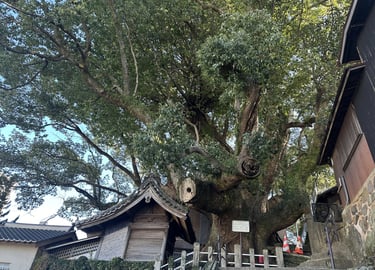 The Great Camphor Tree at Daitokuji Temple in Nagasaki, a massive centuries-old sacred tree surround