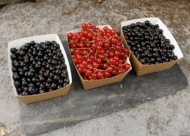 cassis et groseilles