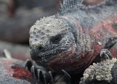 Close wildlife encounter during a guided Galapagos nature experience