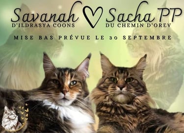two cats maine coon  are sitting on a table with a cat