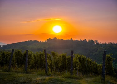 a sunset over a vineyard with vines and vines