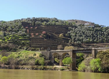 Vineyard on the bank of Douro River