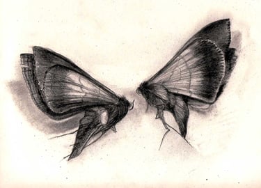 A charcoal drawing of 2 dead moths against a white background