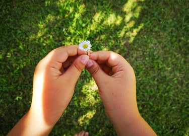 Hände eines Kleinkindes, die eine Blume halten
