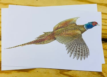 Pheasant