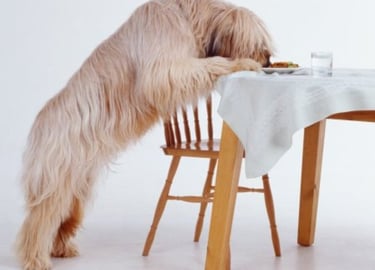 Hund steht am Tisch und frisst vom Teller