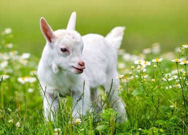 Baby goat in flowers and grass