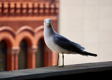 Seagull sitting on ledge.