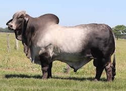 Brahman Semen