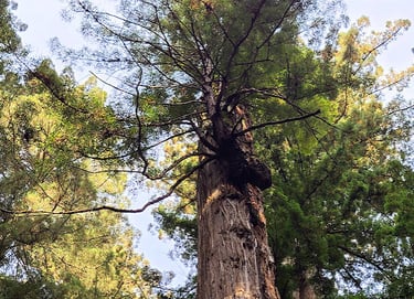 CA Coast - A giant redwood with a black spider looking growth at Jedediah Smith Redwood Park