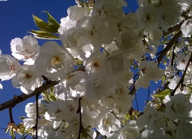Cherry blossom