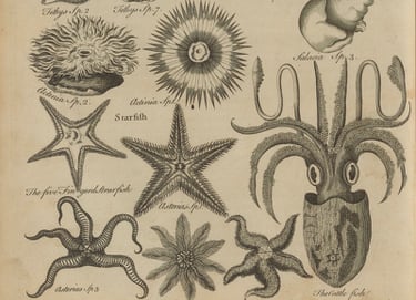 Creatures of the sea