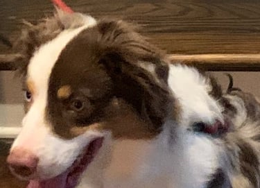 a dog is sitting on the floor in front of a table